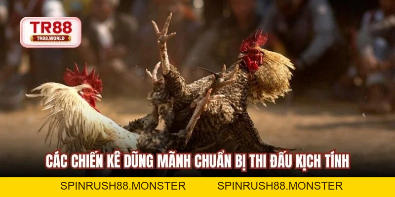Đá Gà TR88 Sân Chơi Trực Tuyến Đỉnh Hàng Đầu Hiện Nay - spinrush88