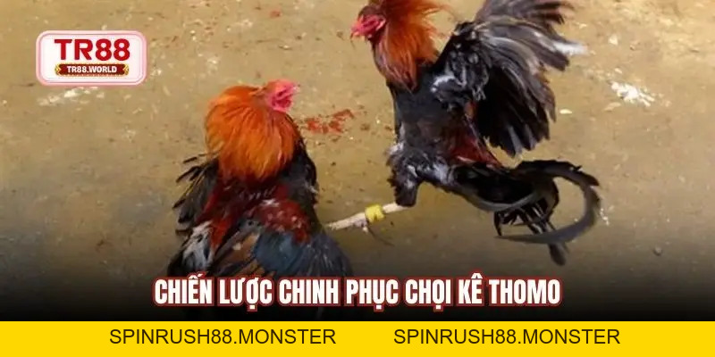 Đá Gà Online Thomo An Toàn, Dễ Cược Và Theo Dõi Trực Tiếp - spinrush88