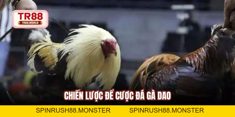 Tham Gia Đá Gà Dao Hấp Dẫn, Kịch Tính Và Sinh Lợi Cao - spinrush88