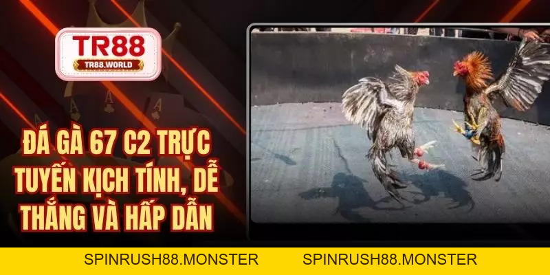 Đá Gà TR88 Sân Chơi Trực Tuyến Đỉnh Hàng Đầu Hiện Nay - spinrush88