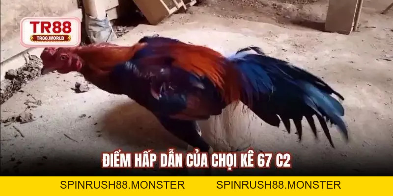 Đá Gà 67 C2 Trực Tuyến Kịch Tính, Dễ Thắng Và Hấp Dẫn - spinrush88