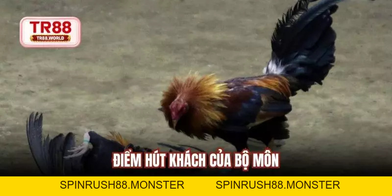 Tham Gia Đá Gà Dao Hấp Dẫn, Kịch Tính Và Sinh Lợi Cao - spinrush88