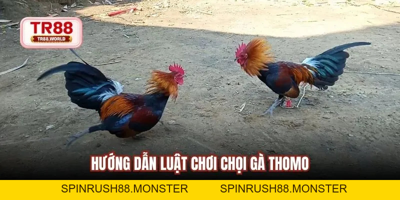 Đá Gà Online Thomo An Toàn, Dễ Cược Và Theo Dõi Trực Tiếp - spinrush88