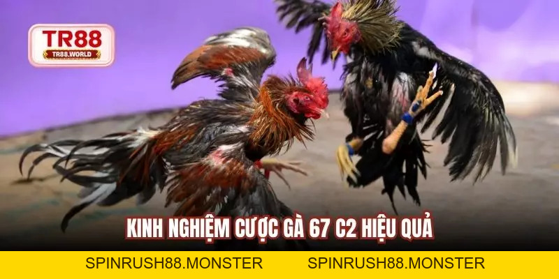 Đá Gà 67 C2 Trực Tuyến Kịch Tính, Dễ Thắng Và Hấp Dẫn - spinrush88