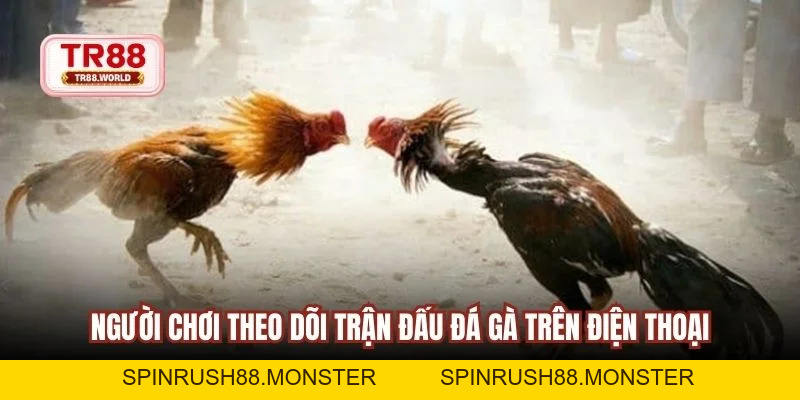 Đá Gà TR88 Sân Chơi Trực Tuyến Đỉnh Hàng Đầu Hiện Nay - spinrush88