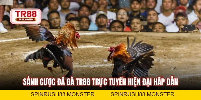 Đá Gà TR88 Sân Chơi Trực Tuyến Đỉnh Hàng Đầu Hiện Nay - spinrush88