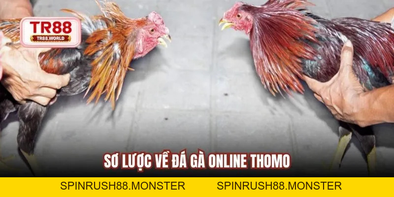 Đá Gà Online Thomo An Toàn, Dễ Cược Và Theo Dõi Trực Tiếp - spinrush88